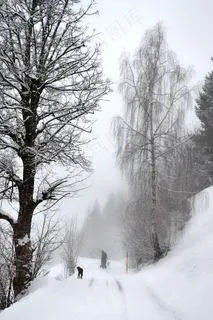冬天,雪,树,寒冬,冬季寒冷,雪魔术 冬天,雪,树,寒冬,冬季寒冷,雪魔术