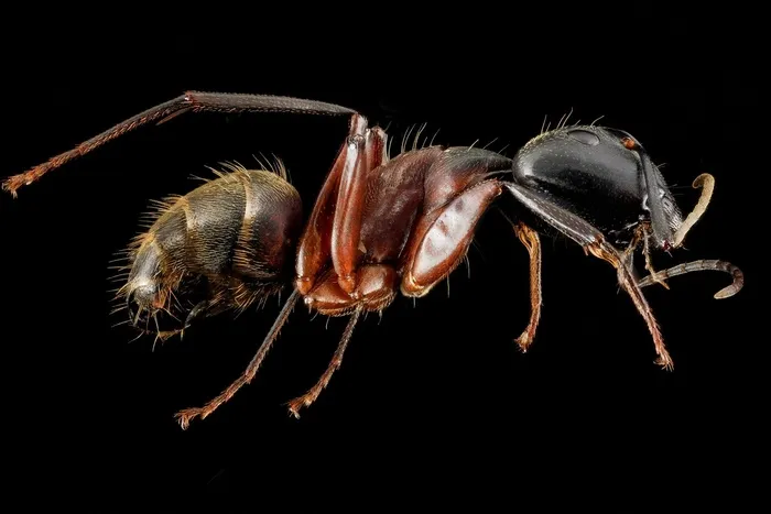 工蚁，宏，昆虫，安装，Bug，野生动物