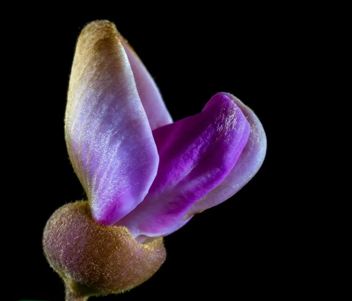 领带花，开花，小花，紫色
