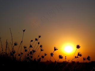 东，太阳，鲜花，红色，天空，景观