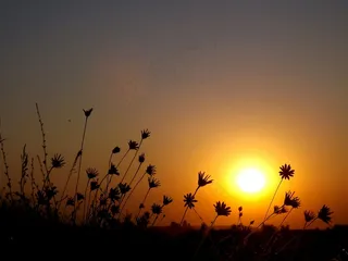 东，太阳，鲜花，红色，天空，景观