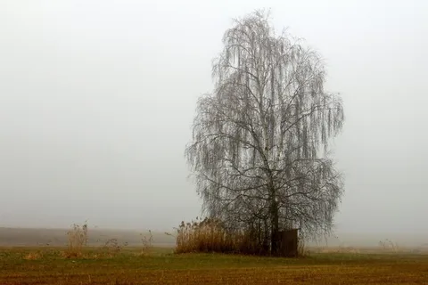 景观，草地，雾，阴霾，树，桦木，秋季