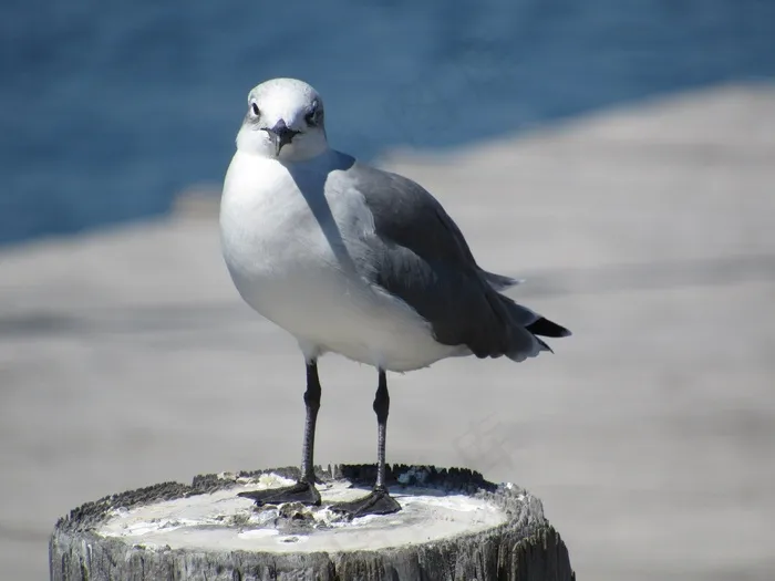 海鸥，鸟，发布，站立，海鸥，野生动物