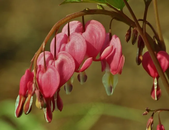 花，心脏出血，春天，红色，心，美