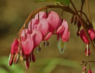 花，心脏出血，春天，红色，心，美