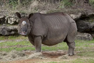 犀牛，动物园，野生动物，自然，动物，角，大