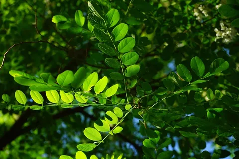 常见的枫树,叶子,绿色,刺槐,叶静脉 常见的枫树,叶子,绿色,刺槐,叶静脉