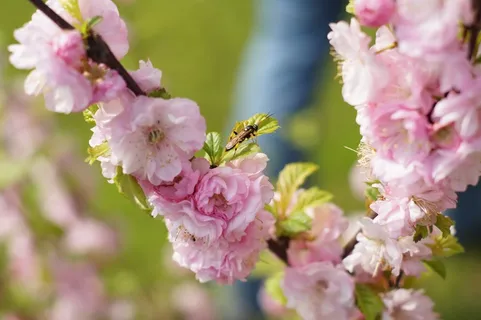 樱花,日本樱花 樱花,日本樱花