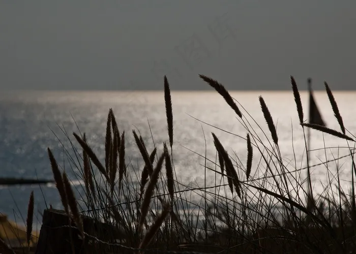 海，北海，荷兰，海岸，水，草，海滩