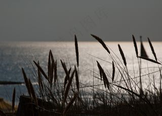 海，北海，荷兰，海岸，水，草，海滩