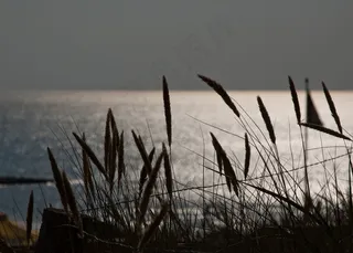 海，北海，荷兰，海岸，水，草，海滩