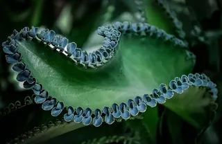 植物，叶子，绿色，自然，自然，装饰