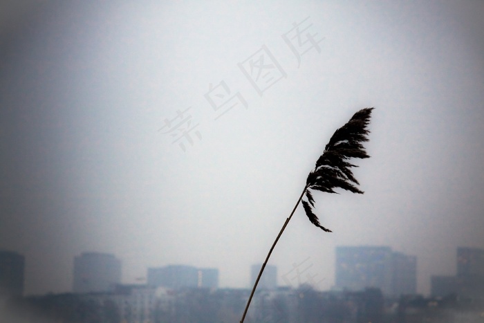 芦花,天空,大雾,轿车,浓雾,干支