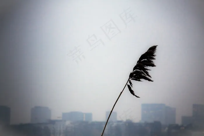 芦花,天空,大雾,轿车,浓雾,干支