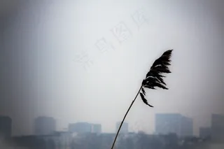 芦花,天空,大雾,轿车,浓雾,干支