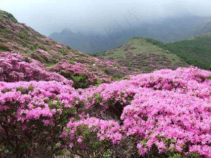 Shosenkyo醉酒,杜鹃花,杜鹃花Kiusianum Aso Shosenkyo醉酒,杜鹃花,杜鹃花Kiusianum Aso