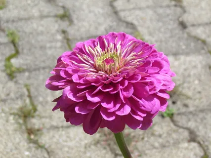 花,花园,植物区系 花,花园,植物区系