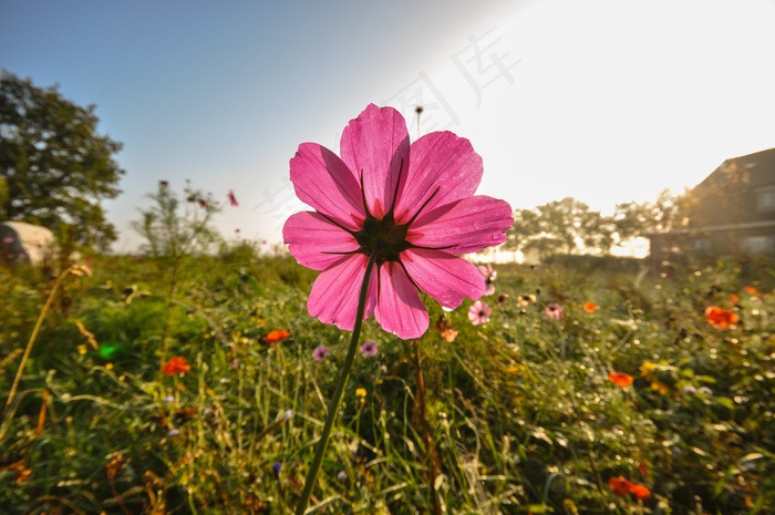 鲜花，野花，早上，露水，颜色，粉红色，野花