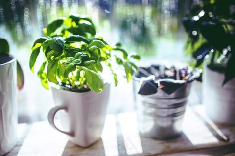 罗勒，杯，草药，绿色，叶影，叶子，烹饪，春天