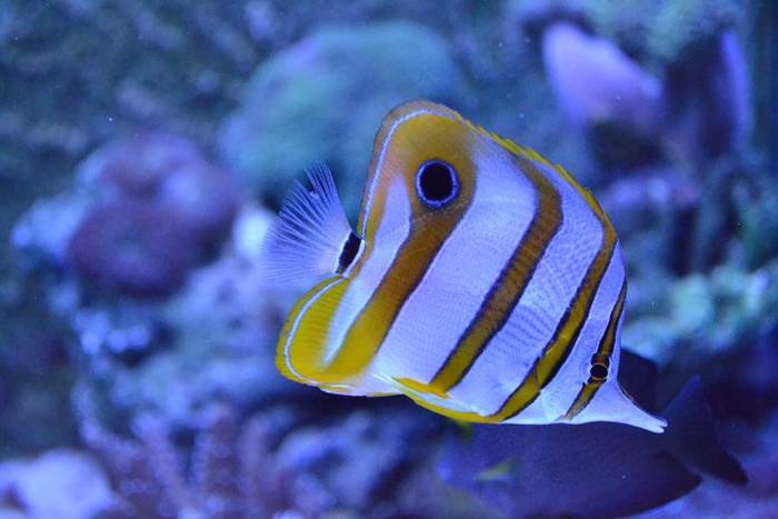 鱼，水族馆，海洋，海洋，海洋，潜水，珊瑚