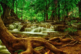 树，瀑布，森林，自然，国家公园