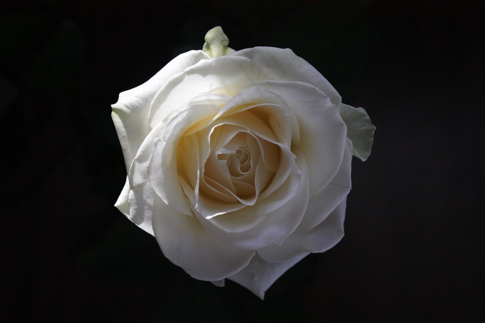 玫瑰，花，白，女王花