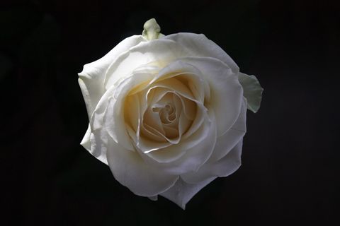 玫瑰，花，白，女王花