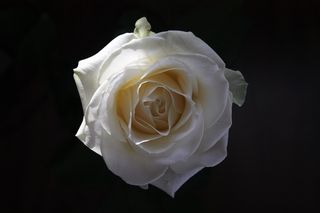 玫瑰，花，白，女王花