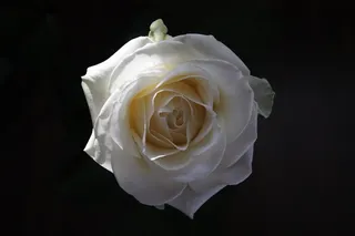 玫瑰，花，白，女王花