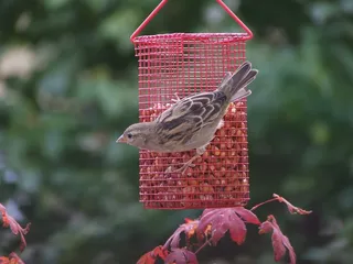 麻雀，鸟，爪出来，鸟种子