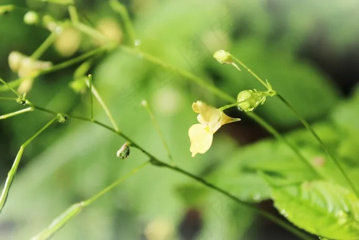苦瓜，植物，开花，印度Springkraut