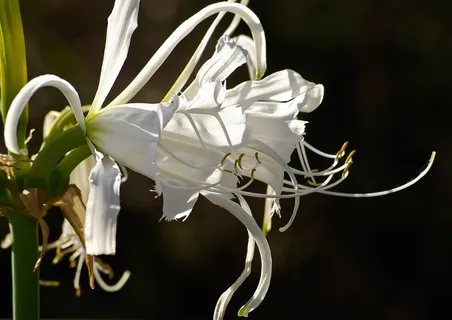 百合,花,白,雄蕊,花园 百合,花,白,雄蕊,花园