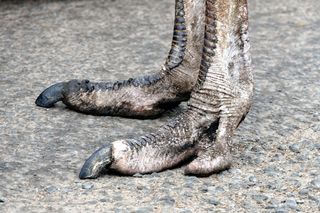 脚，鸵鸟，鸟，自然，动物，脚，野生动物