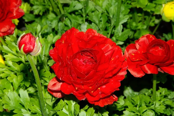 鲜花，花瓣，红色，叶子，自然