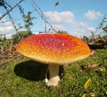 飞木耳，蘑菇，秋季，红色，斑点