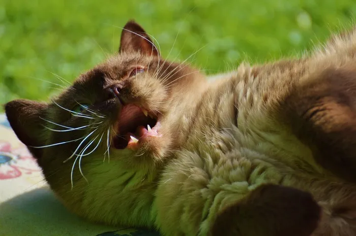 猫，英国短毛猫，Mieze，蓝眼睛，纯种