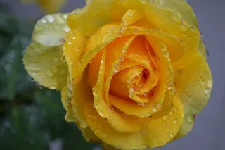 黄玫瑰，玫瑰，黄色，雨，盛开