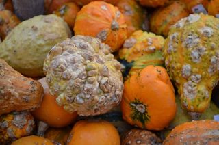 南瓜，北海道，葫芦，10月，11月，12月