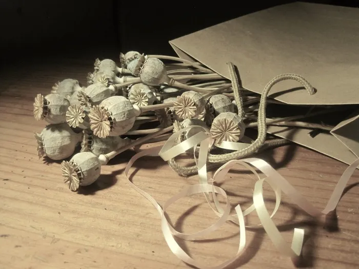 豆荚，种子，罂粟，干，漂白，纸包，棕色