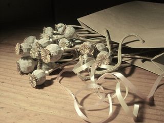 豆荚，种子，罂粟，干，漂白，纸包，棕色