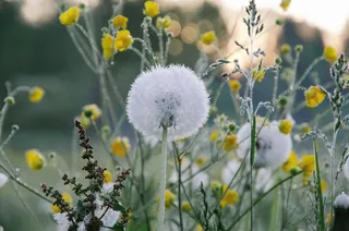 蒲公英,薄公英,花卉,羊胡子草,油画,花蒲公英