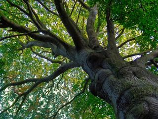 山毛榉，树，老，道路，党支部，叶子，阴影，部落