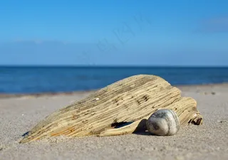 海滩，浮石和喷射，木材，银行，海岸，水