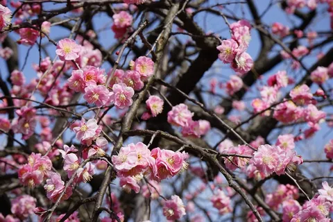 粉色，李子，花朵
