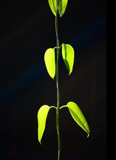 藤蔓，花藤，爬，植物，绿色，叶子