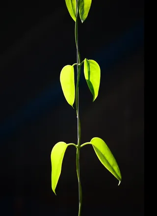 藤蔓，花藤，爬，植物，绿色，叶子