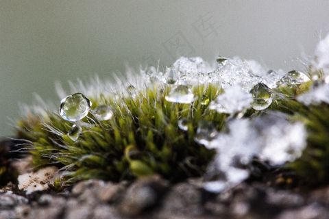 新西兰，苔，冬季，雪，寒冷，过渡