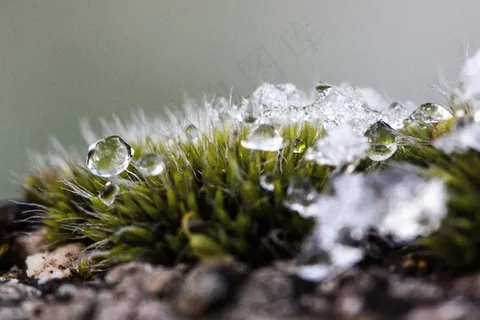 新西兰,苔,冬季,雪,寒冷,过渡 新西兰,苔,冬季,雪,寒冷,过渡