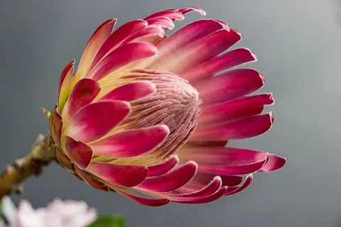 普罗蒂亚,盛开,花,颜色,红色,花卉园,植物 普罗蒂亚,盛开,花,颜色,红色,花卉园,植物