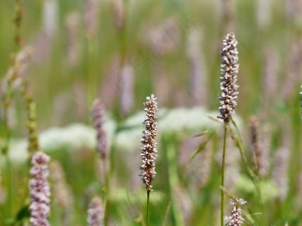 草甸，蛇虎杖，Bistorta厚朴
